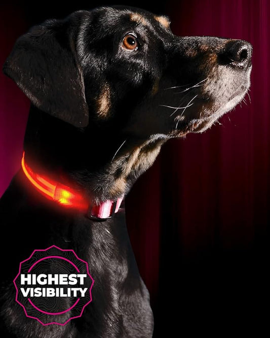 ILLUMISEEN LED Dog Collar USB Rechargeable - Bright & High Visibility Lighted Glow Collar for Pet Night Walking - Weatherproof, in 6 Colors & 6 Sizes (Pink Medium)
