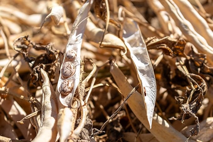 High Plains Pinto Beans | 25 Pound Bag | Farm-Fresh Pinto Beans | Non-GMO Verified | High Protein & Fiber Source | Dry Beans | Directly Sourced from Local Farmers