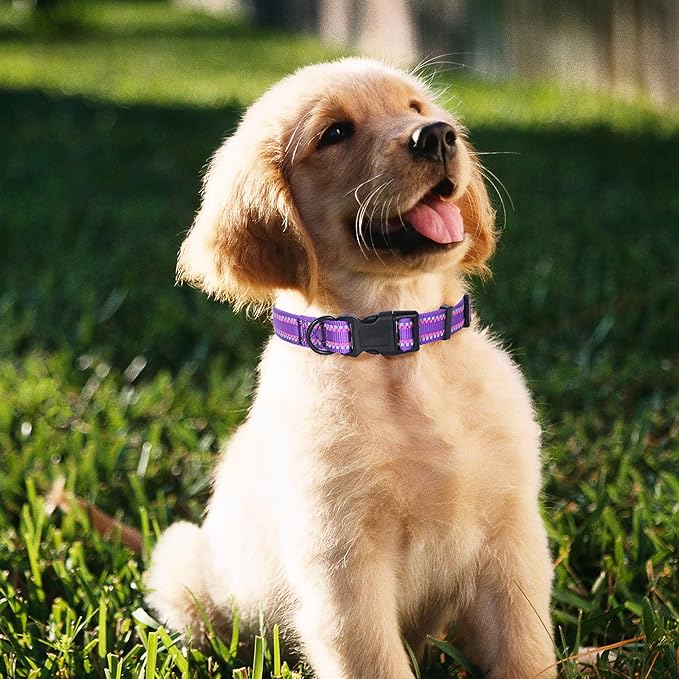 Mile High Life Reflective Dog Collar, Basic Dog Collars Adjustable Quick Release, Soft Nylon Pet Collar with Metal D-Ring for Small Medium Large Dogs (Purple, S Neck11-15")