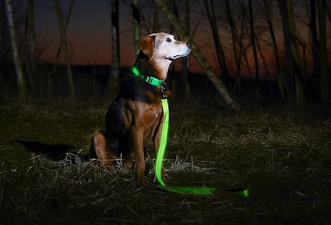 ILLUMISEEN LED Dog Collar USB Rechargeable - Bright & High Visibility Lighted Glow Collar for Pet Night Walking - Weatherproof, in 6 Colors & 6 Sizes (Green Small)