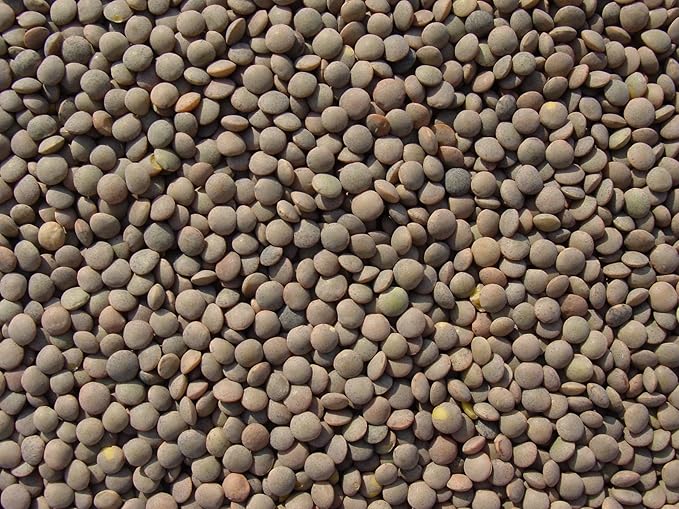 Lentils 18 Lbs, Joseph's Grainery Brown Lentils, All Natural, Non-GMO, Kosher Certified