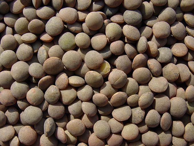 Lentils 18 Lbs, Joseph's Grainery Brown Lentils, All Natural, Non-GMO, Kosher Certified