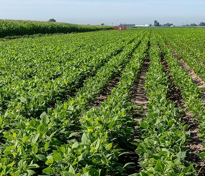 High Plains Pinto Beans | 25 Pound Bag | Farm-Fresh Pinto Beans | Non-GMO Verified | High Protein & Fiber Source | Dry Beans | Directly Sourced from Local Farmers
